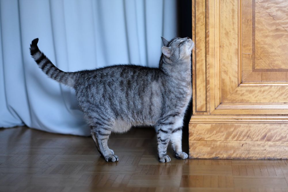 Provide an environment that respects the cat’s sense of smell and other senses