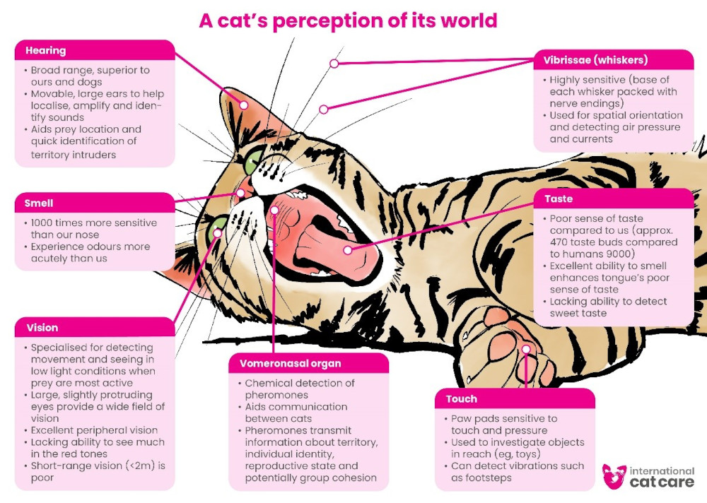 diagram cat perception